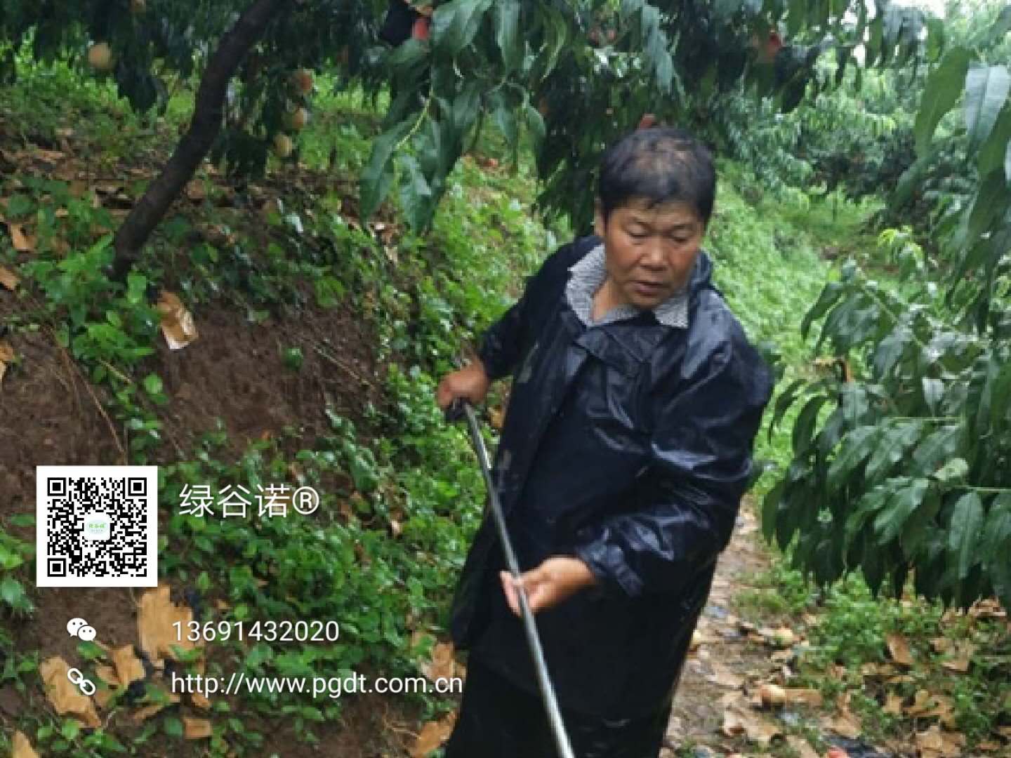 风雨无阻的摘桃